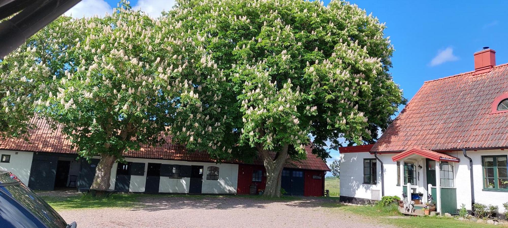 Lantligt Och Lugnt Boende Naera Natur Och Stad Svedala Exteriér fotografie