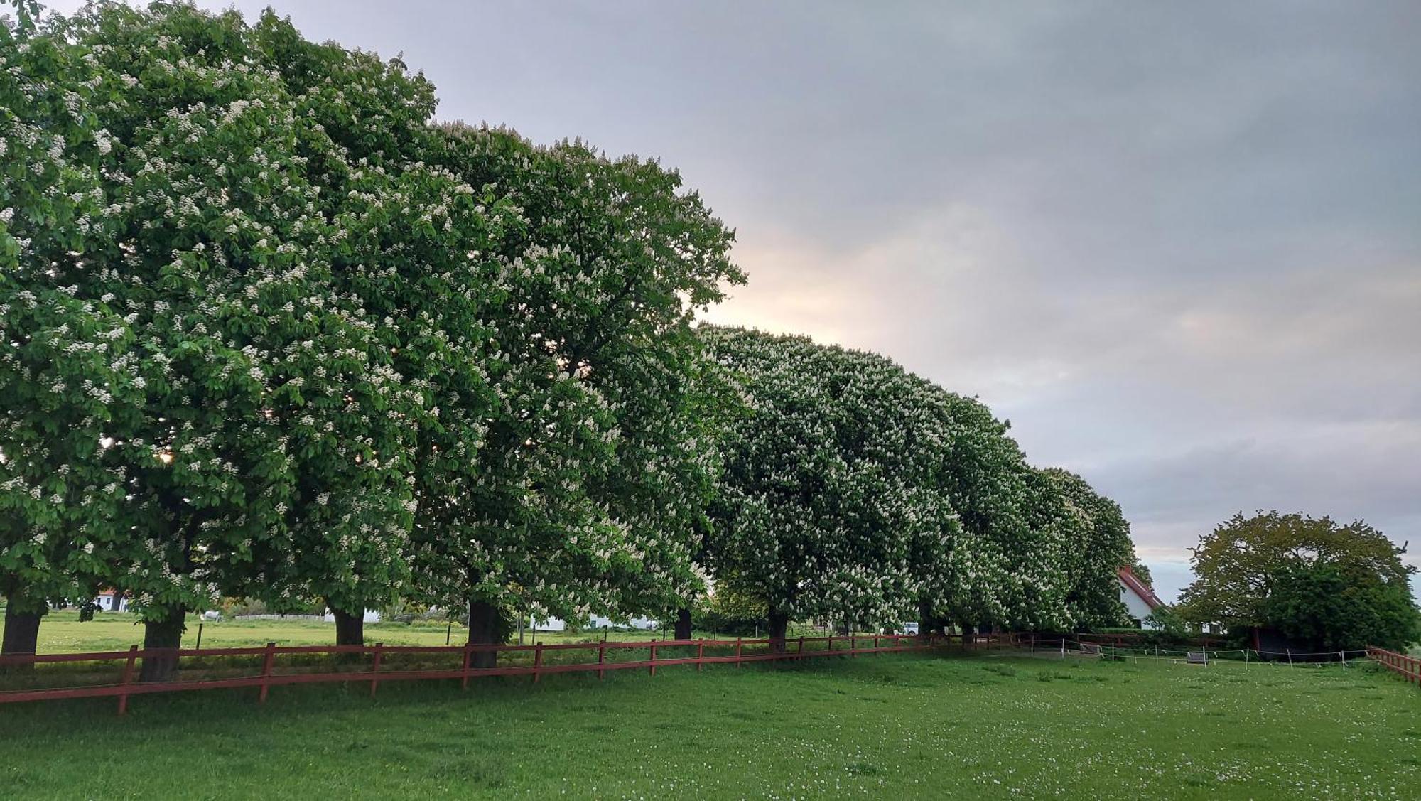 Lantligt Och Lugnt Boende Naera Natur Och Stad Svedala Exteriér fotografie